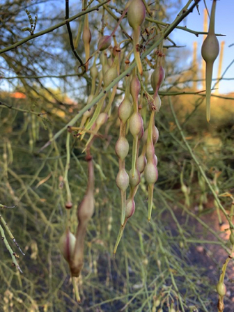 June 26 - Palo Verde tree seed pods.